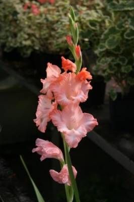 b2ap3_thumbnail_HESTERCOMBE-GARDENS---salmon-pink-gladioli.jpg