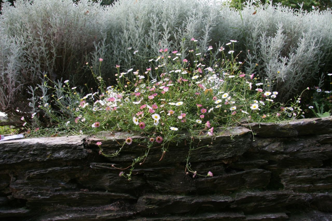 erigeron-and-cotton-lavander.jpg