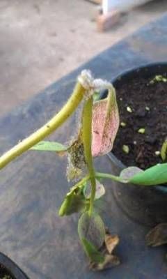 b2ap3_thumbnail_botrytis-2web.jpg