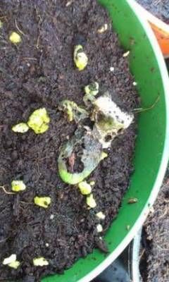 b2ap3_thumbnail_botrytis-3web.jpg