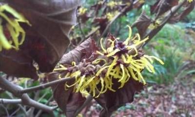 b2ap3_thumbnail_close-up-of-witch-hazel-web.jpg b2ap3_thumbnail_close-up-of-witch-hazel-web.jpg