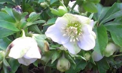 b2ap3_thumbnail_helleborus-web.jpg b2ap3_thumbnail_helleborus-web.jpg