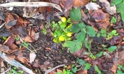 b2ap3_thumbnail_winter-aconite-web.jpg b2ap3_thumbnail_winter-aconite-web.jpg