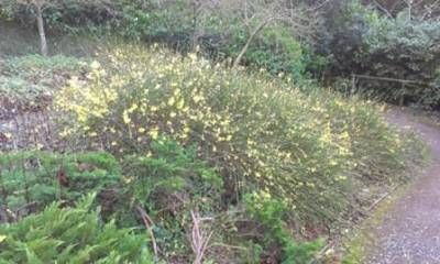 b2ap3_thumbnail_winter-jasmine-web.jpg b2ap3_thumbnail_winter-jasmine-web.jpg