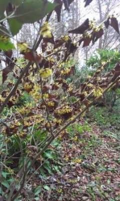 b2ap3_thumbnail_witchhazel-web.jpg b2ap3_thumbnail_witchhazel-web.jpg