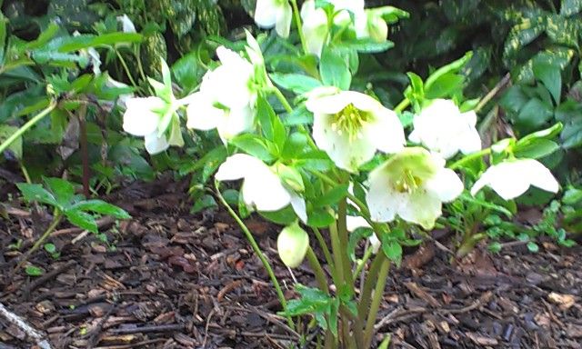 hellebore.jpg