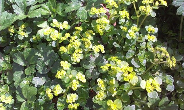 golden-saxifrage.jpg