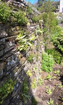 b2ap3_thumbnail_foxglove-in-wall.jpg