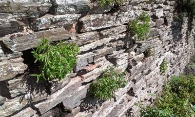 b2ap3_thumbnail_lavender-in-wall.jpg