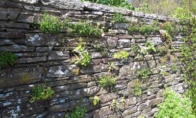 b2ap3_thumbnail_plants-in-walls.jpg