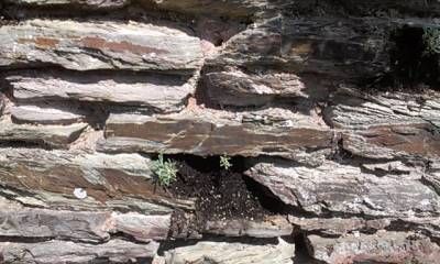 b2ap3_thumbnail_santolina-in-wall.jpg
