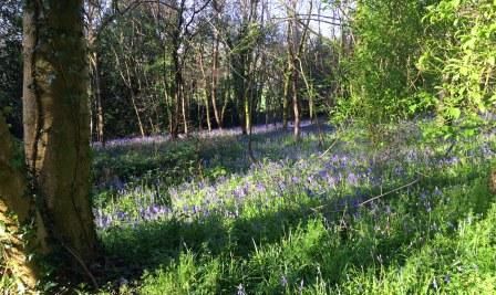 HESTERCOMBE - Bluebells 2