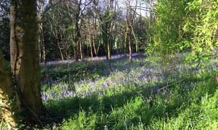 HESTERCOMBE_-_Bluebells_2