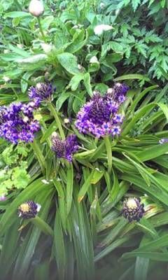 b2ap3_thumbnail_scilla-peruviana.jpg