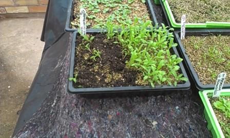 pricking-out-april-web.jpg