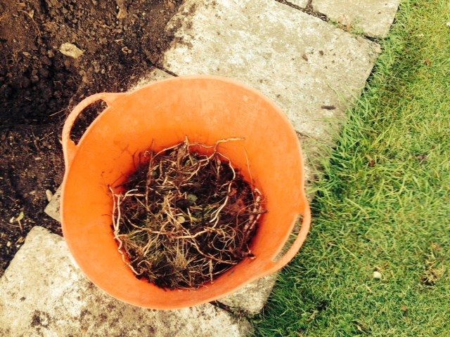 bucket-of-bindweed