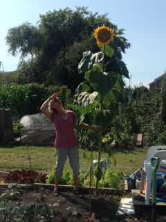 sunflower planting