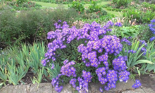 19.9.13-aster.jpg