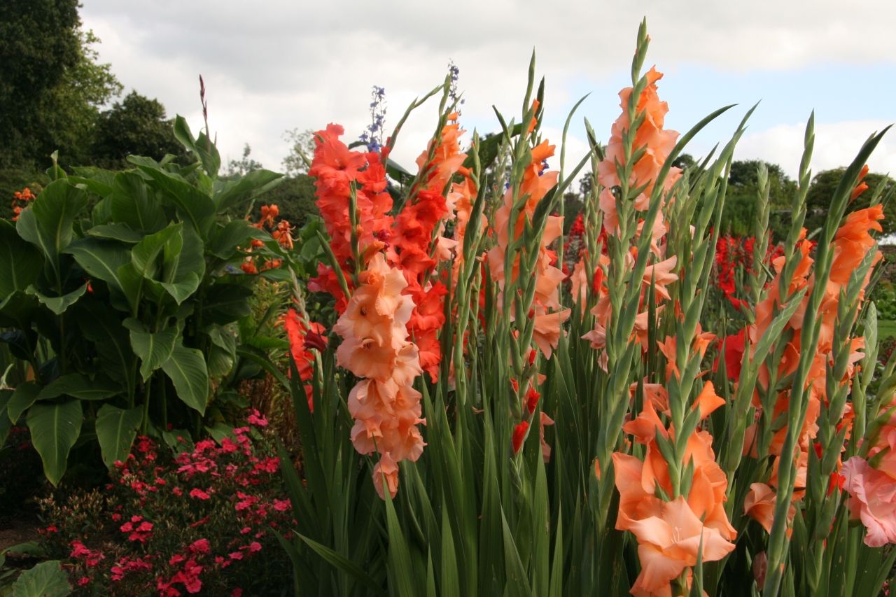 more-glads-in-plat-09.jpg