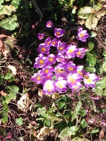 crocus.jpg