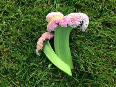 b2ap3_thumbnail_fasciation-on-bellis-2015_20150416-093430_1.jpg