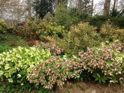 b2ap3_thumbnail_hellebores-and-sarcocococca.jpg