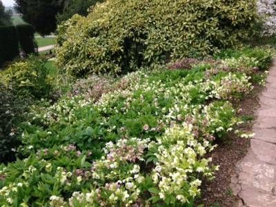 b2ap3_thumbnail_hellebores.jpg