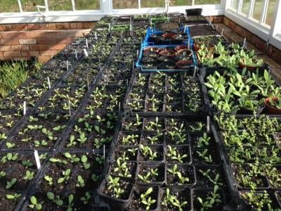 b2ap3_thumbnail_seedlings-2015.jpg