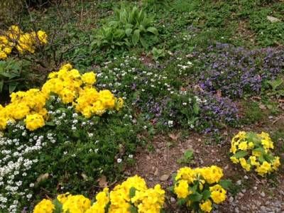b2ap3_thumbnail_violets-and-iberis.jpg