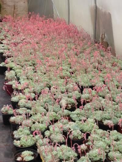 echevaria-april-15.jpg