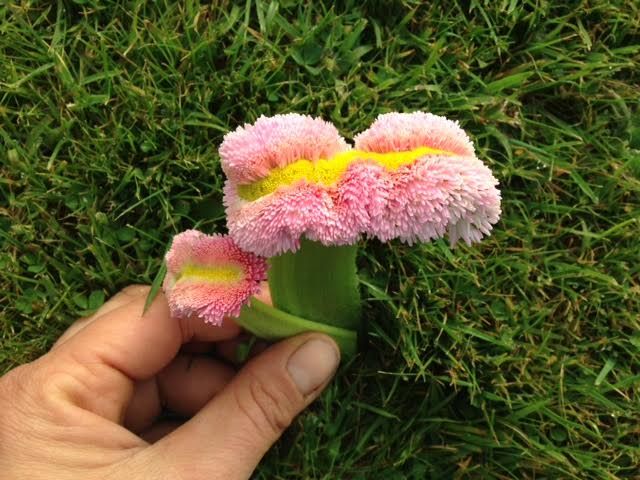 fasciation-on-Bellis_20150416-093340_1.jpg