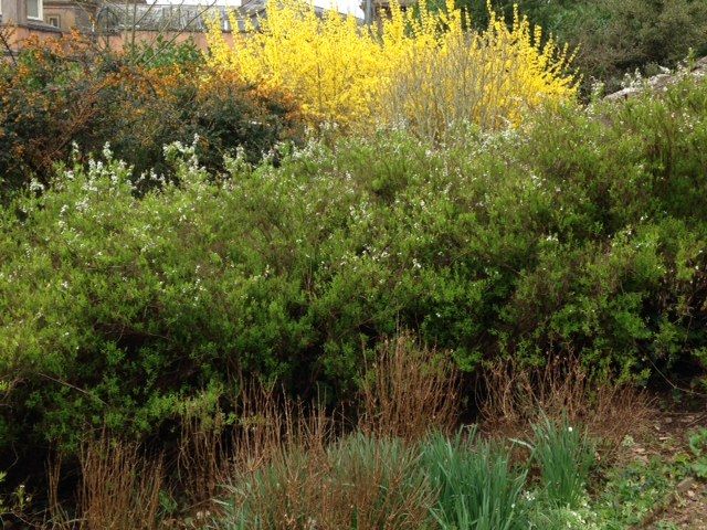 spirea-and-forsythia