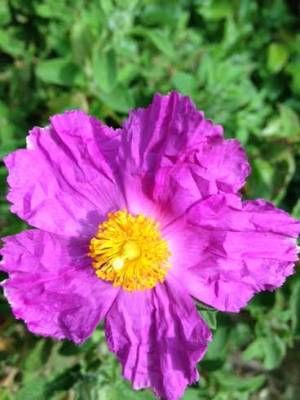 b2ap3_thumbnail_cistus.jpg