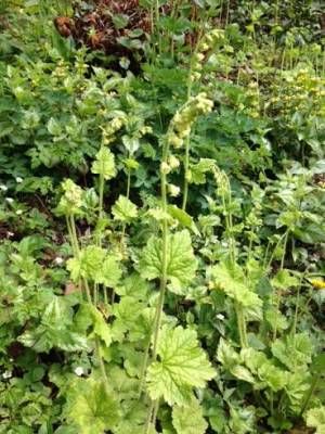 b2ap3_thumbnail_tellima.jpg