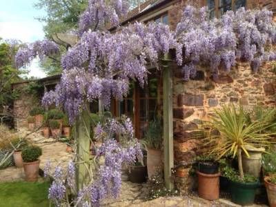 b2ap3_thumbnail_wisteria.jpg