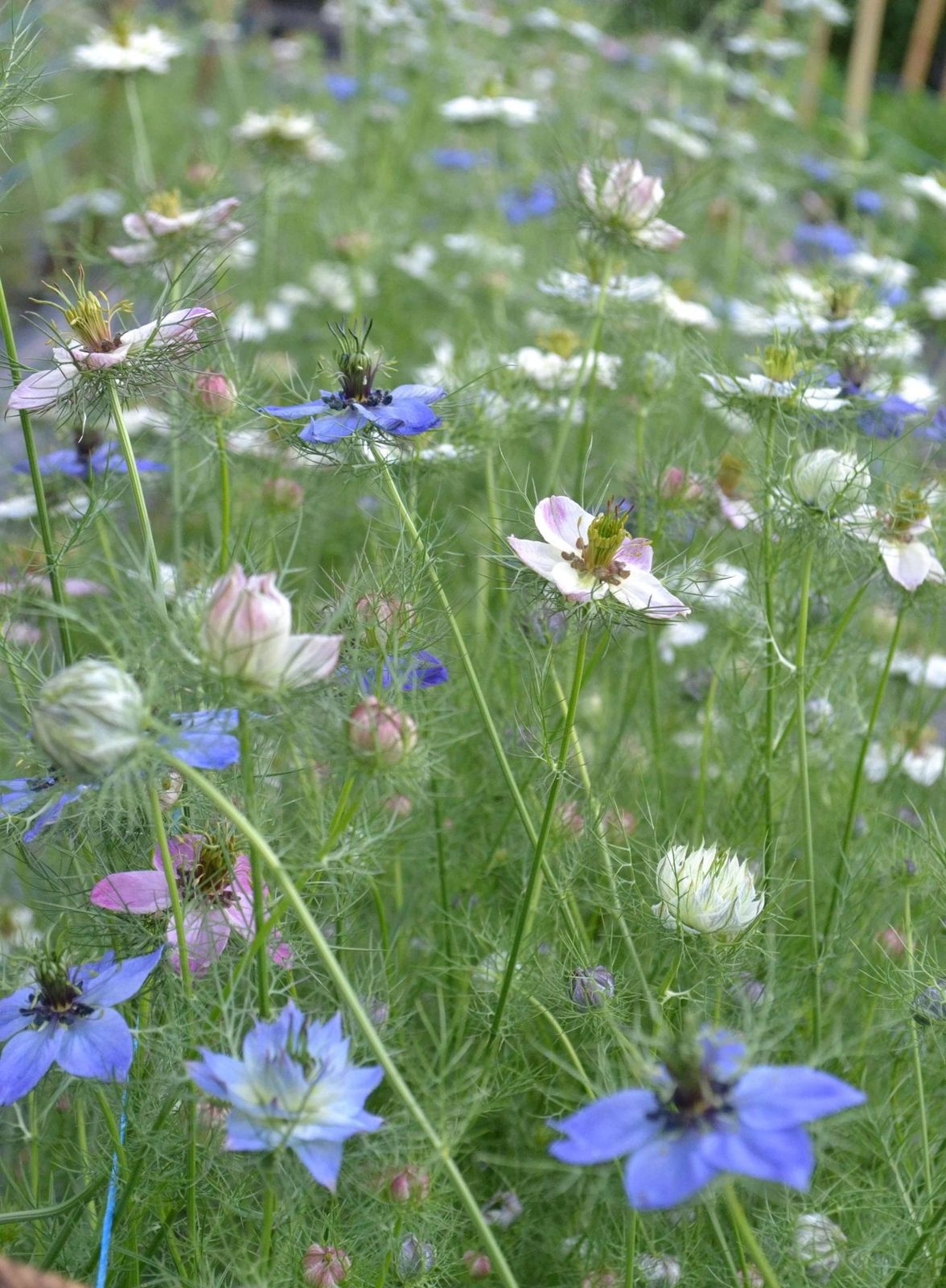 Nigella 'Persian Jewels'