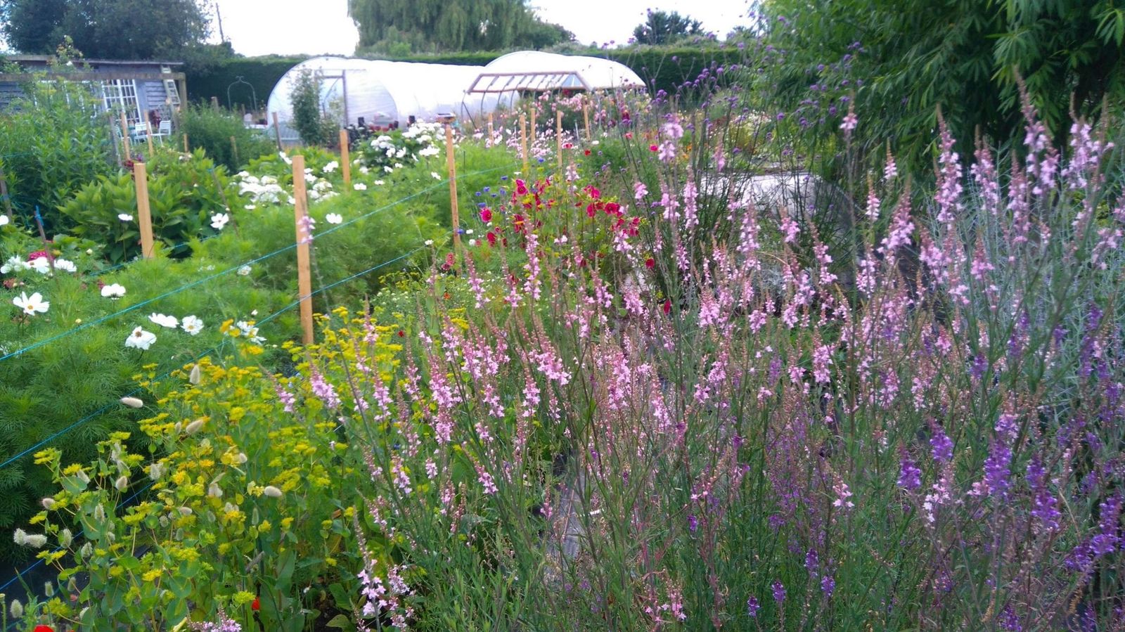 JW Blooms' Cutting Field in July