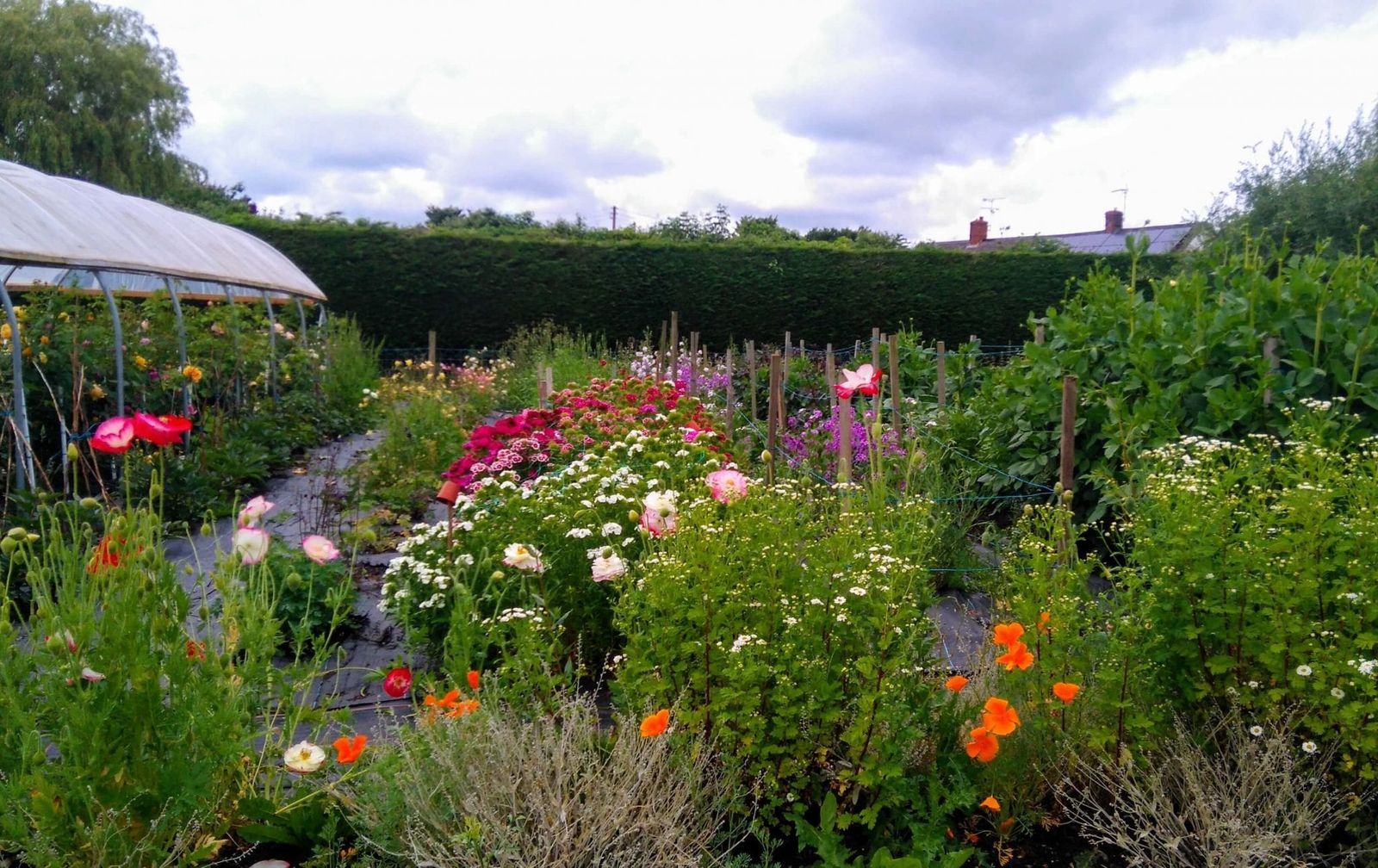 JW Blooms' Flower Field