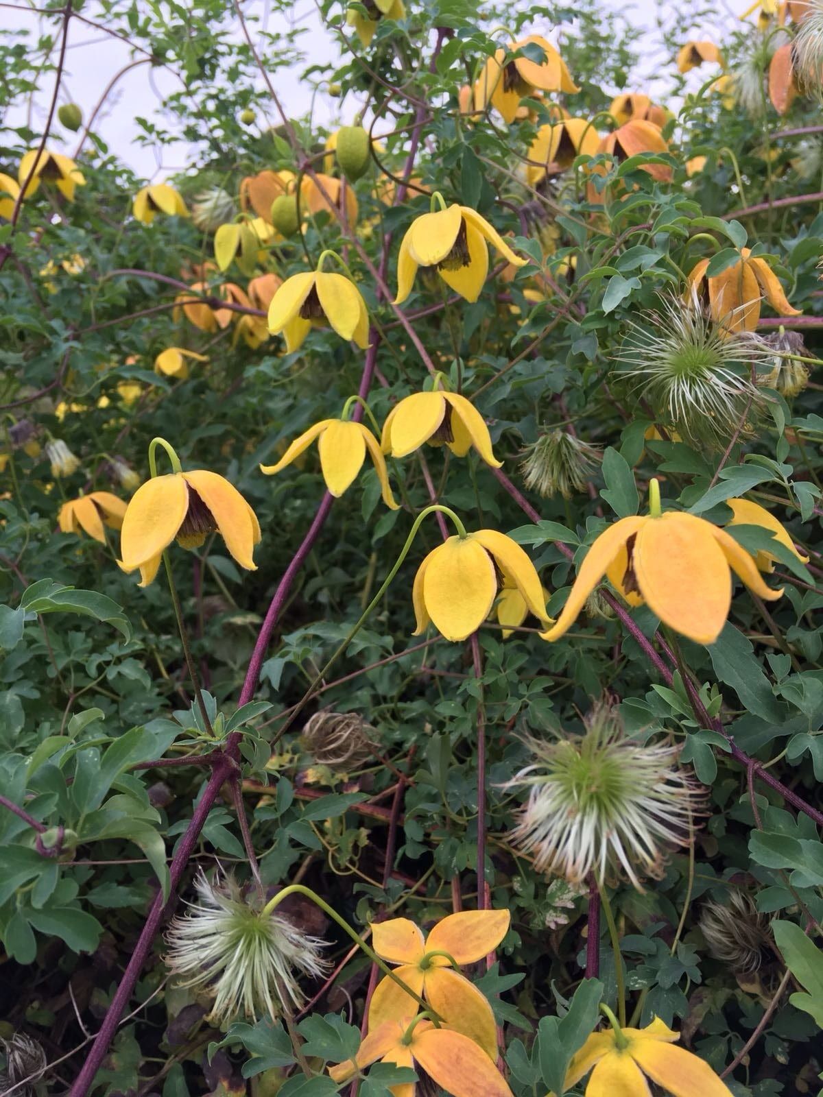 Clematis tangutica