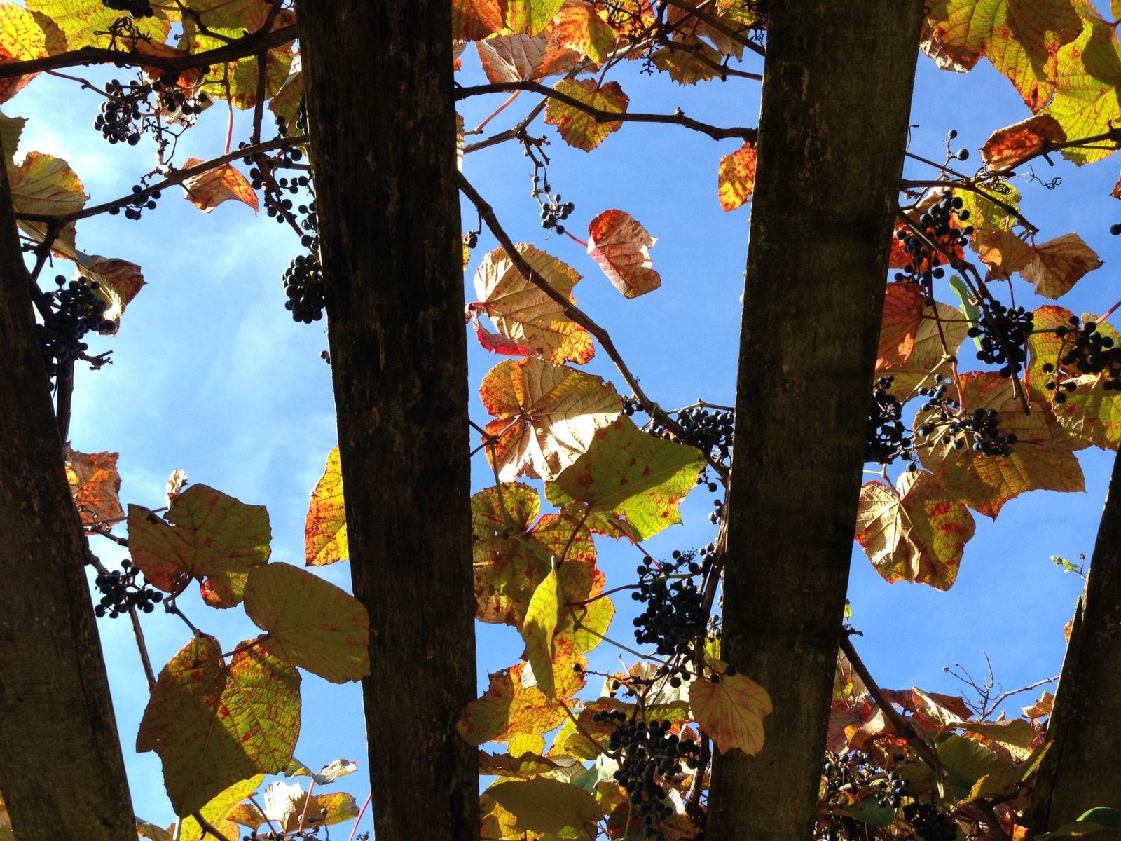 Vines on the pergola