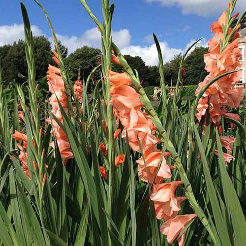 Gladioli