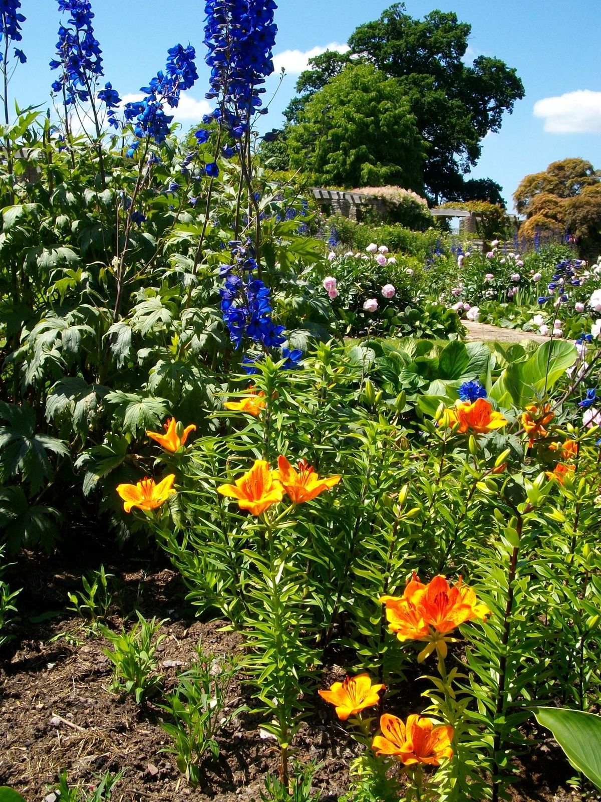 It can feel like an impossible task to achieve entirely plastic free gardening, but small changes still add up to make a big difference. Use these 3 practical steps to reduce plastic use in your garden today.