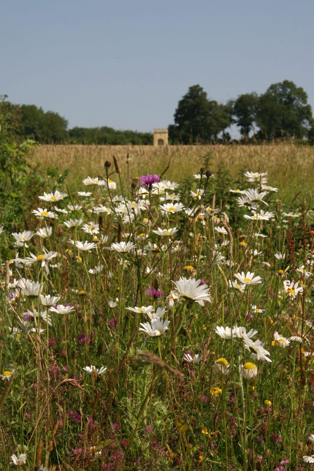 Use these wildlife gardening ideas and your garden will soon be buzzing with bees and spilling over with blooms. We make it easy to garden for wildlife while creating a beautiful outdoor space you'll enjoy too.