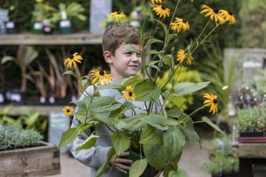 Visit the Plant Centre at Hestercombe