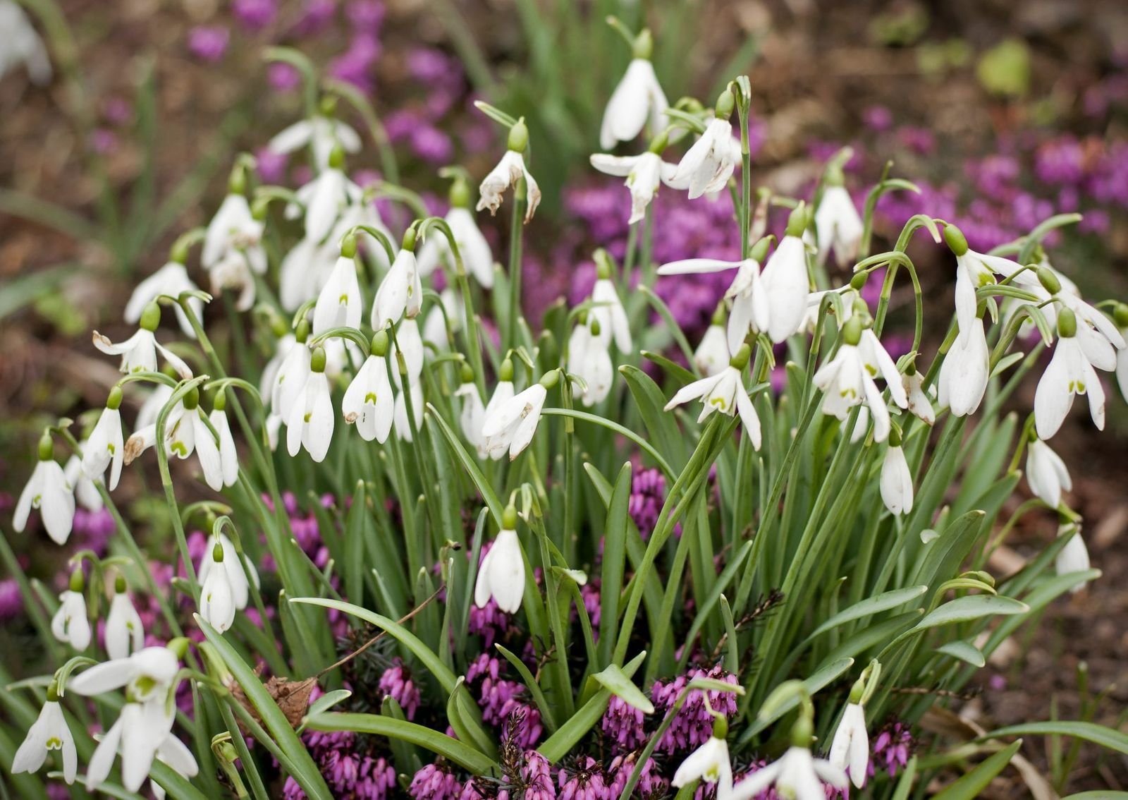 Snowdrops