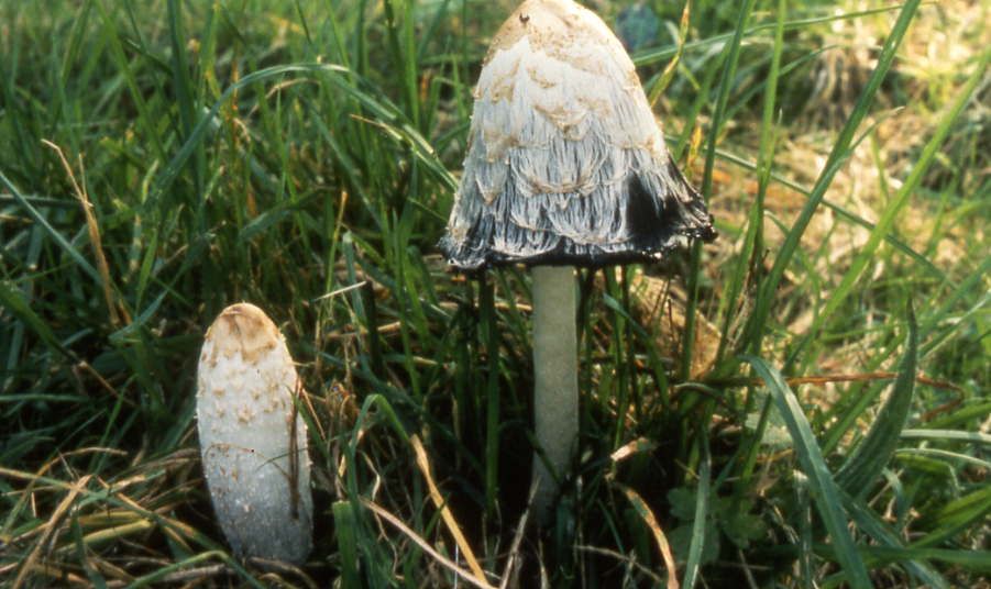 Coprinus-comatus-ABFG