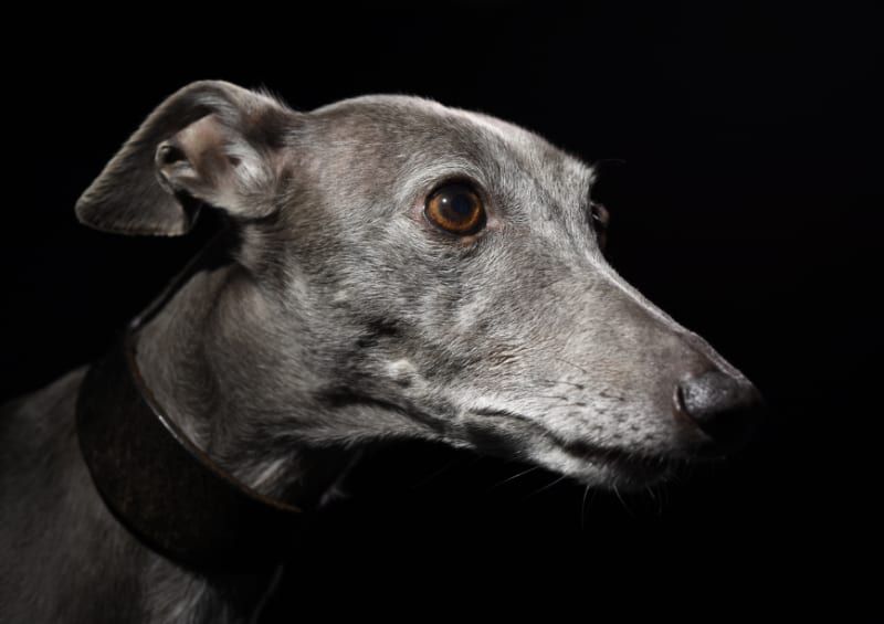 Dogs of Hestercombe Exhibition