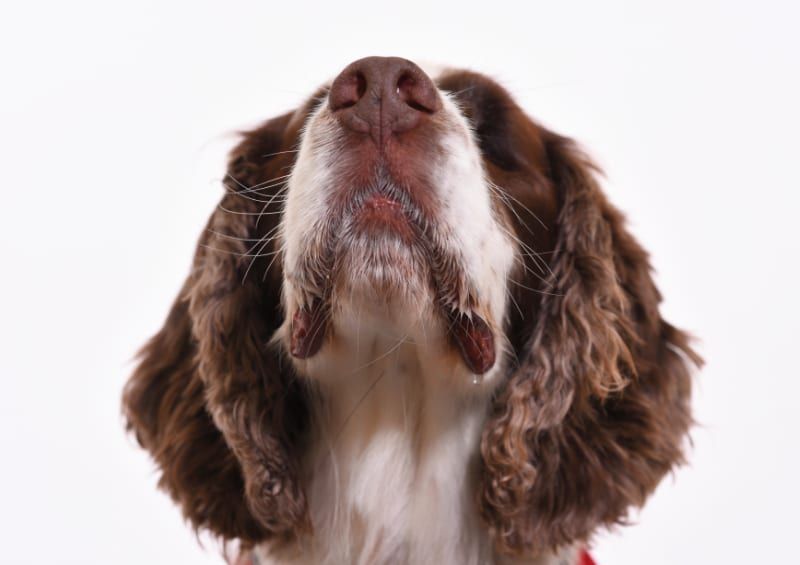Dogs of Hestercombe Exhibition