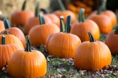 Find out how to grow giant and miniature Halloween pumpkins, try our top tips for pumpkin carving and discover delicious easy pumpkin recipe ideas to make.