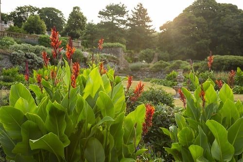 Winter Gardening Ideas: Cannas looking totally tropical on the Great Plat this summer